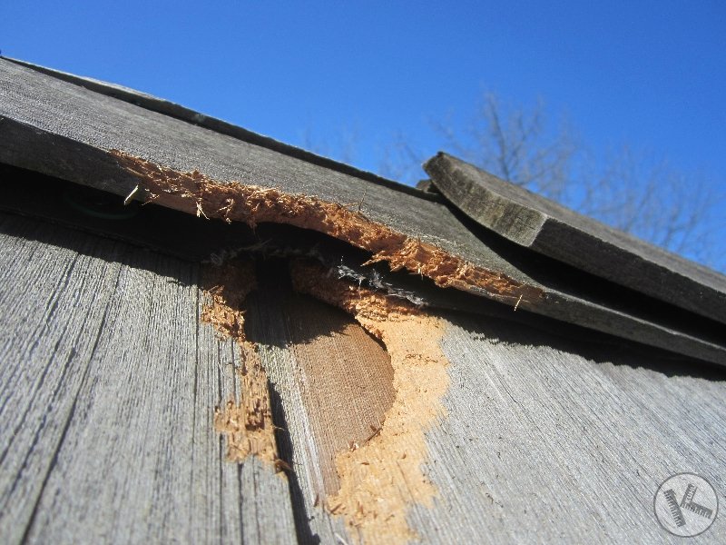 Animal Damage to Homes Kuhl's Contracting