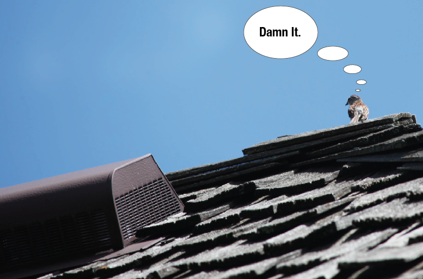 Bird saddened by impervious roof vent in Edina