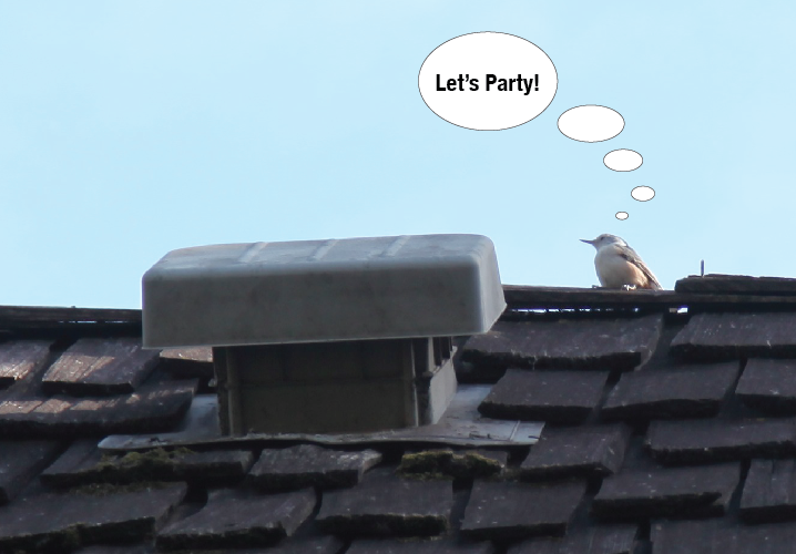 Bird psyched by lame roof vent in Edina Inexperienced Minneapolis roofer uses the wrong roof vent